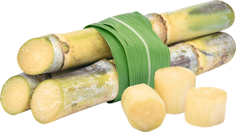 sugar cane's photo