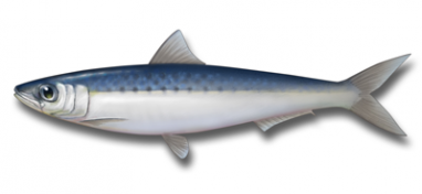 Resíduos de sardinha têm aplicação biomédica, alimentar e ambiental
