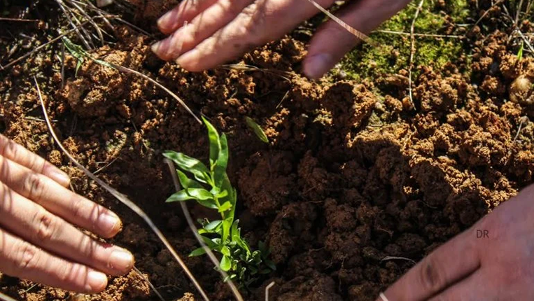 Eurest planta 100 mil árvores em Gondomar e lança relatório de sustentabilidade