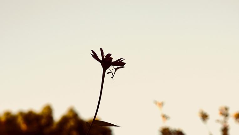 Uma flor em contra luz